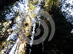 Alerce Temperate rainforests in the Reserva Costera Valdiviana, Los Rios region, Southern Chile