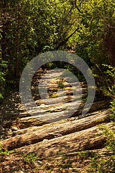 Path made of larch wood, among the forest photo