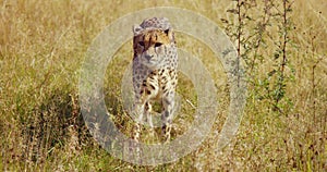 Alert adult cheetah walking at vast grass plain and looking for enemies and prey