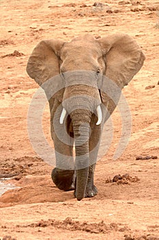 Alert African elephant walking towards