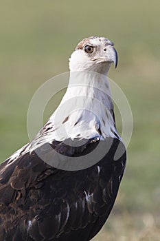 Alert African fish eagle photo
