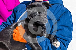 An alert Alaskan Husky puppy having a cuddle at a musher camp on the Denver glacier close to Skagway, Alaska