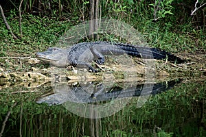 Alert Alligator on riverbank