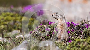 Alert Anatolian Souslik Ground Squirrel