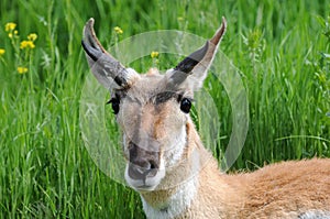 Alert Antelope