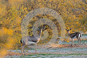 Alert Arabian Gazelles watching intently