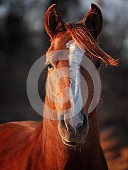 Alert Arabian Stallion
