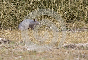 Alert armadillo at Aransas National Wildlife Refuge in Texas