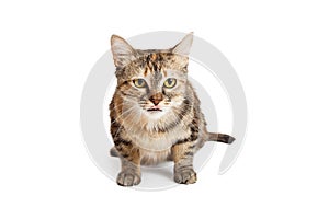 Alert And Attentive Domestic Shorthair Tortie Cat