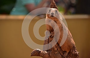 Alert and Attentive Prairie Dog on a Weathered Log
