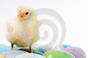 Alert Baby Easter Chick