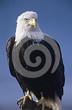 Alert Bald Eagle