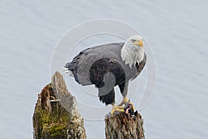 Alert bald eagle on a post photo