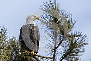 Alert bald eagle in a tree