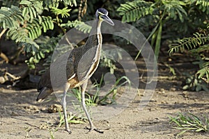 Alert Bare-throated Tiger Heron, Tigrisoma mexicanum