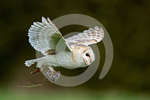 Alert barn owl is captured in mid-flight, with a small prey in its talons
