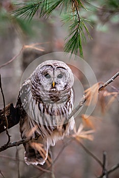 Alert Barred Owl Strix varia adult in a pine tree