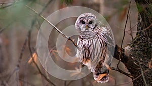 Alert Barred Owl Strix varia adult in a pine tree