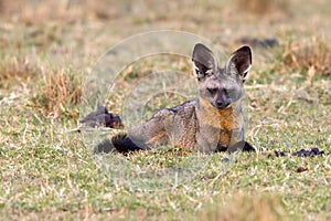 Alert Bat-eared Fox