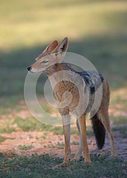 Alert Black-backed Jackal (Canis mesomelas)