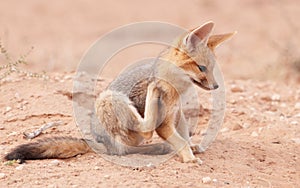 Alert Black-backed Jackal (Canis mesomelas)