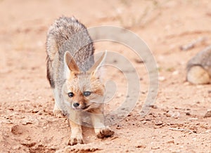 Alert Black-backed Jackal (Canis mesomelas)