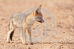 Alert Black-backed Jackal (Canis mesomelas)