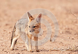 Alert Black-backed Jackal (Canis mesomelas)