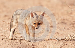 Alert Black-backed Jackal (Canis mesomelas)