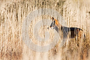 Alert black backed jackal hunting for food