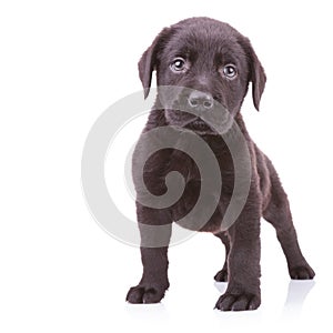 Alert black labrador retriever standing