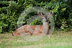 Alert Black-tailed Deer Baby Fawn