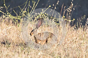 Alert Black-tailed Jackrabbit Lepus californicus Camouflaged.