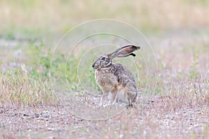 Alert Black-tailed Jackrabbit Lepus californicus.