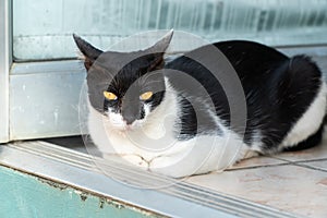 Alert black and white cat with yellow eyes lies on the porch by the open door