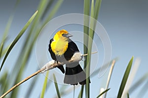 Alert blackbird on a cattail