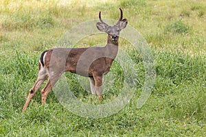 Alert Blacktail Deer Buck