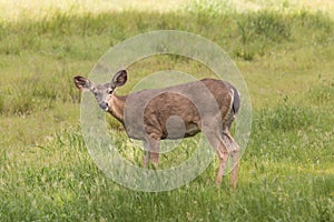 Alert Blacktail Deer Doe