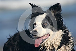 Alert Border Collie