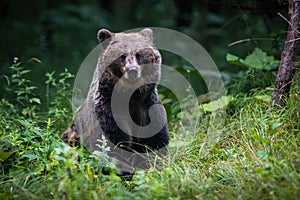 Alert brown bear looking in green thicket in autumn