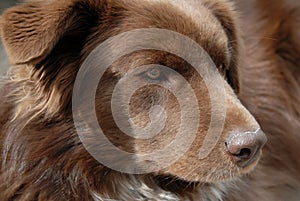 Alert Brown Dog photo