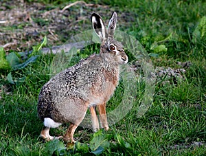 Alert Brown Hare