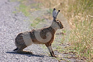 Alert brown hare (Lepus europaeus). photo