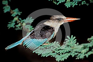 Alert brown-hooded kingfisher on a branch