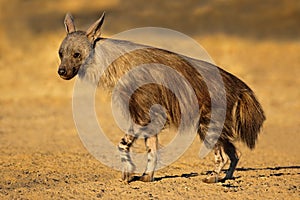 Alert brown hyena - Kalahari desert