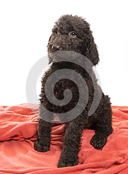 Alert Brown Labradoodle