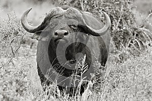 Alert buffalo in dry grass