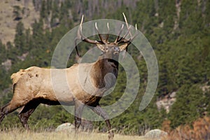 Alert Bull Elk