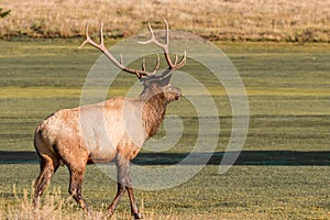 Alert Bull Elk