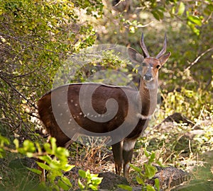 An alert Bushbuck